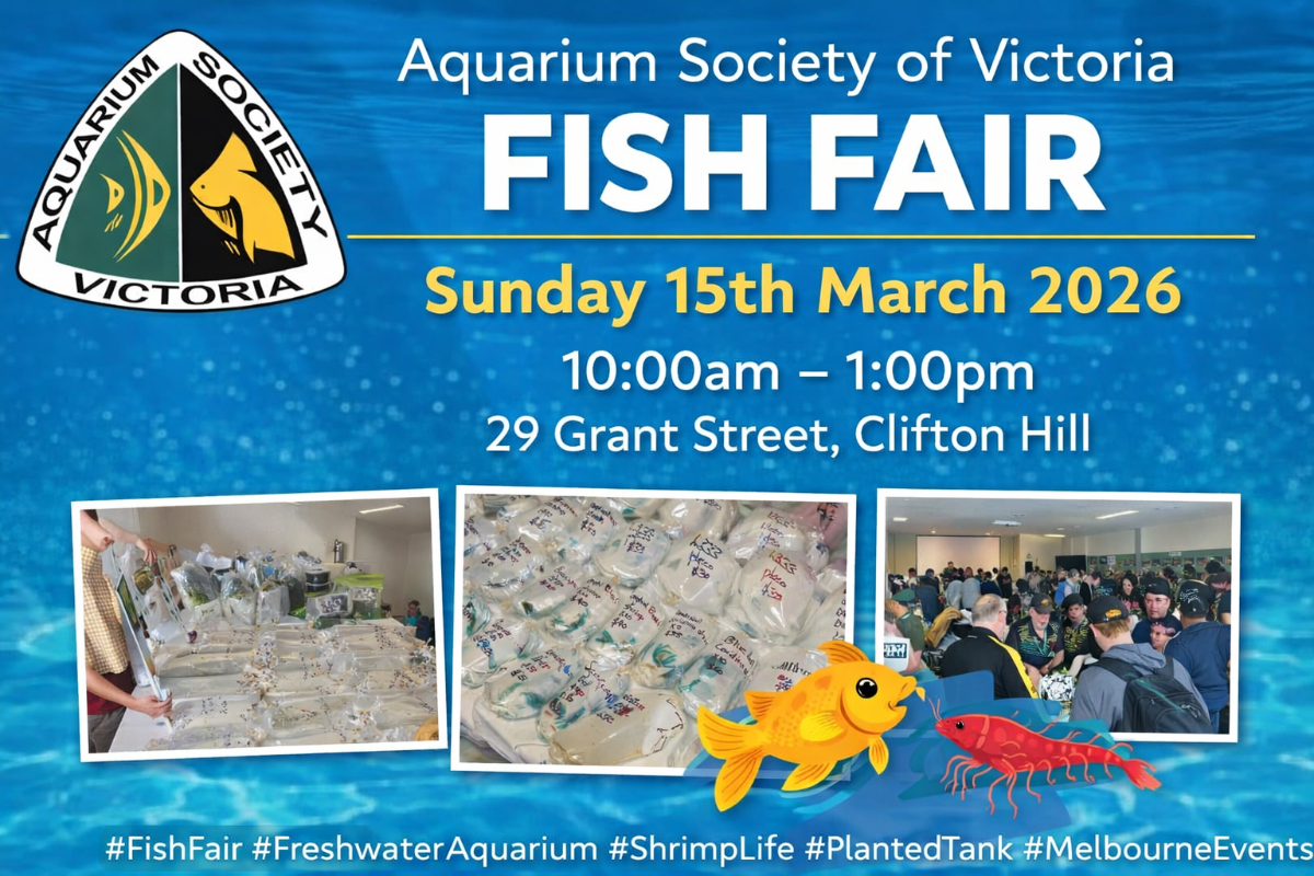 Fish Fair - March 2026